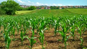 agriculture-corn-cornfield