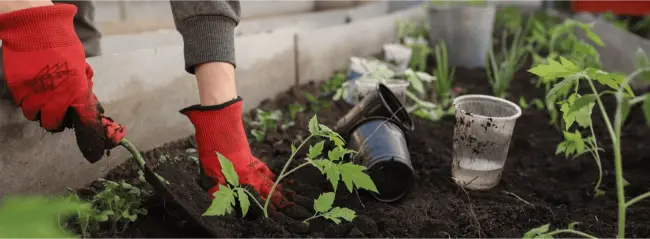 Gardening Series ~ In-Person Classes