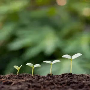 Cultivating Joy