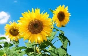 september newsletter 16