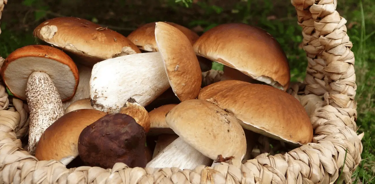 Immune Boost With Mushroom Soup